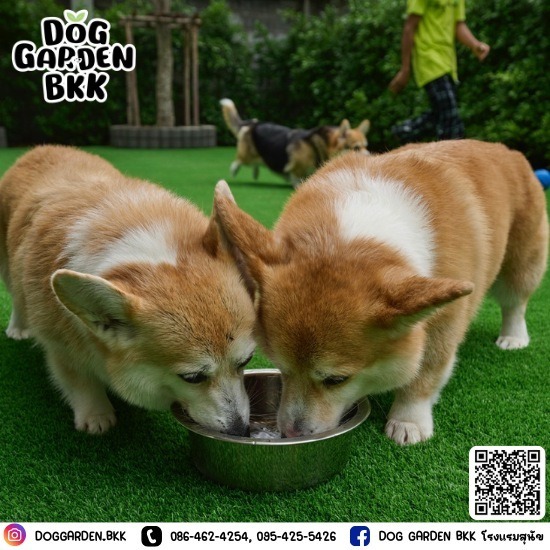 dog boarding bangkok