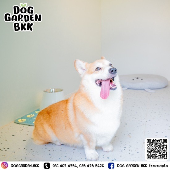รับฝากสุนัขมีพี่เลี้ยงดูแลตลอด รับฝากสุนัขมีพี่เลี้ยงดูแลตลอด