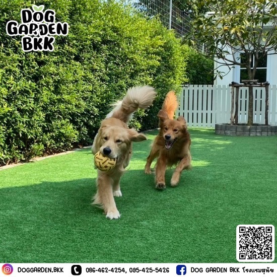 รับฝากสุนัขพันธุ์เล็กและพันธุ์ใหญ่ - รับฝากเลี้ยงสุนัข - DOG GARDEN BKK รับฝากสุนัขพันธุ์เล็กและพันธุ์ใหญ่ - รับฝากเลี้ยงสุนัข - DOG GARDEN BKK