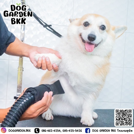 dog grooming bkk - รับฝากเลี้ยงสุนัข - DOG GARDEN BKK dog grooming bkk - รับฝากเลี้ยงสุนัข - DOG GARDEN BKK