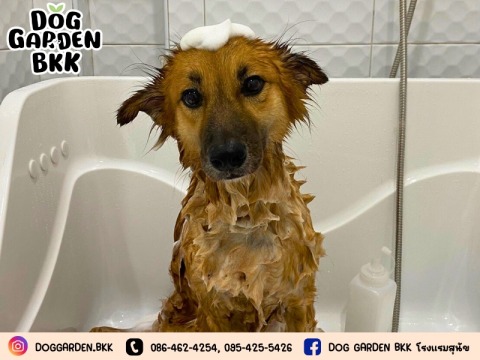 โรงแรมสุนัข กรุงเทพ