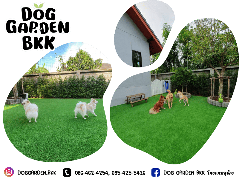 โรงแรมดูแลน้องหมา